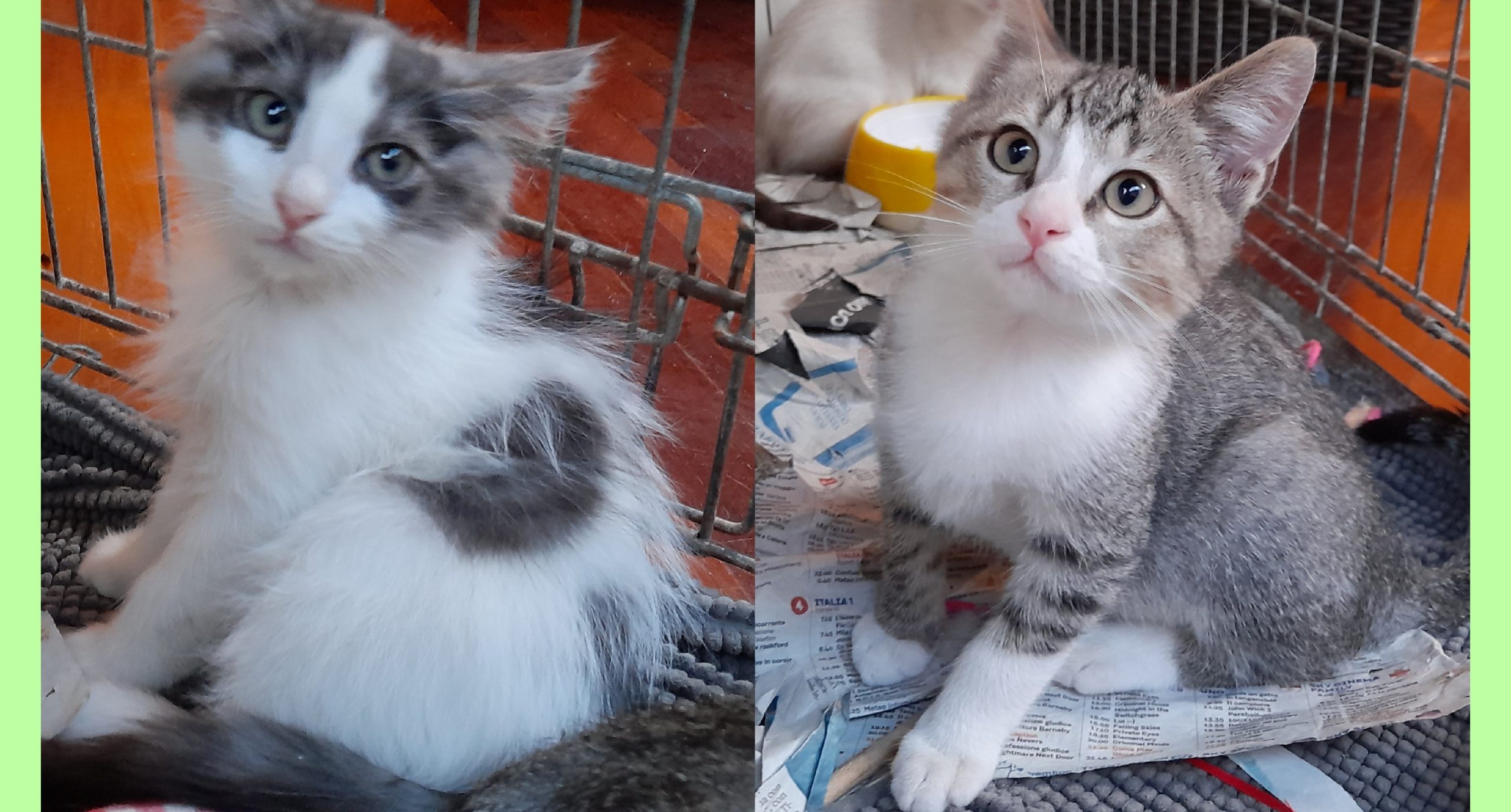 Radio Zampetta Sarda: cercasi casa per Elio e Milo