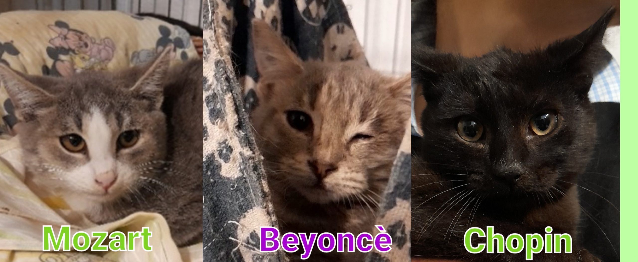 Quartu, chi vuole adottare questi bellissimi micini “sinfonici”?