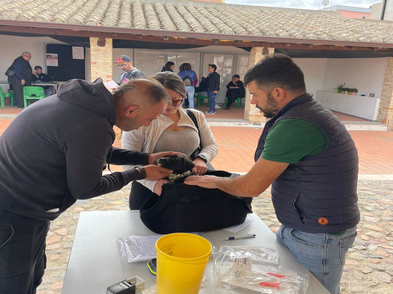 A Quartu fioccano le microchippature dei cani, cresce l’attesa per il primo canile e oasi felina