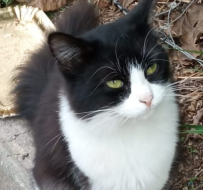 Sos per Serafina, vittima di abbandono: salviamola