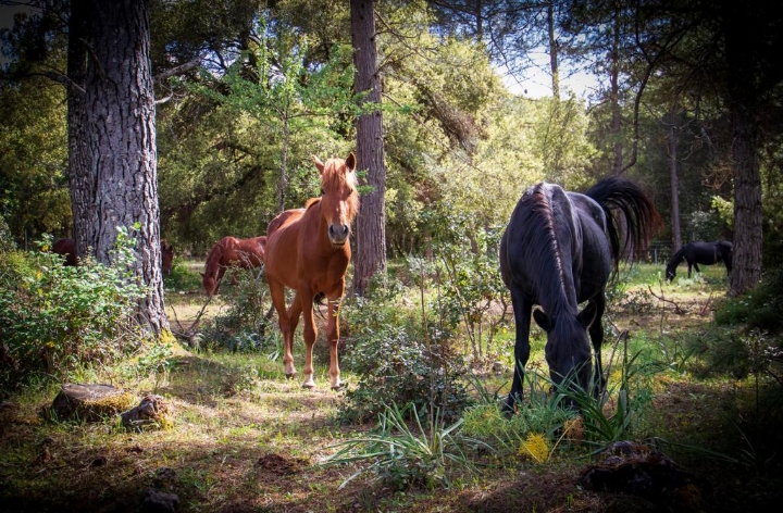 Laconi, 120 mila euro per la salvaguardia del Cavallino del Sarcidano