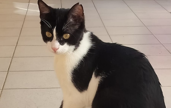 Adozione del cuore per Frodo, appello a Radio Zampetta Sarda