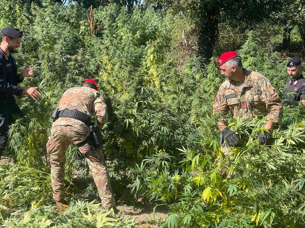 Ingaggiano due agricoltori per una maxi piantagione di marijuana ad Arborea: arrestati