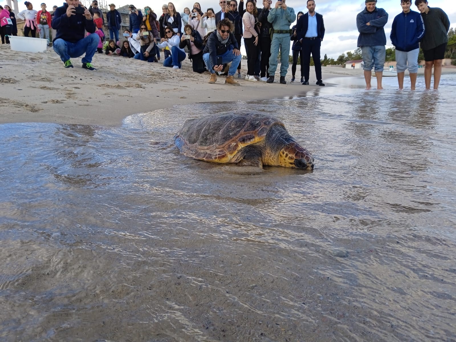 David, giovane esemplare di Caretta caretta, torna in libertà: è stato curato e salvato dopo 4 mesi a Nora