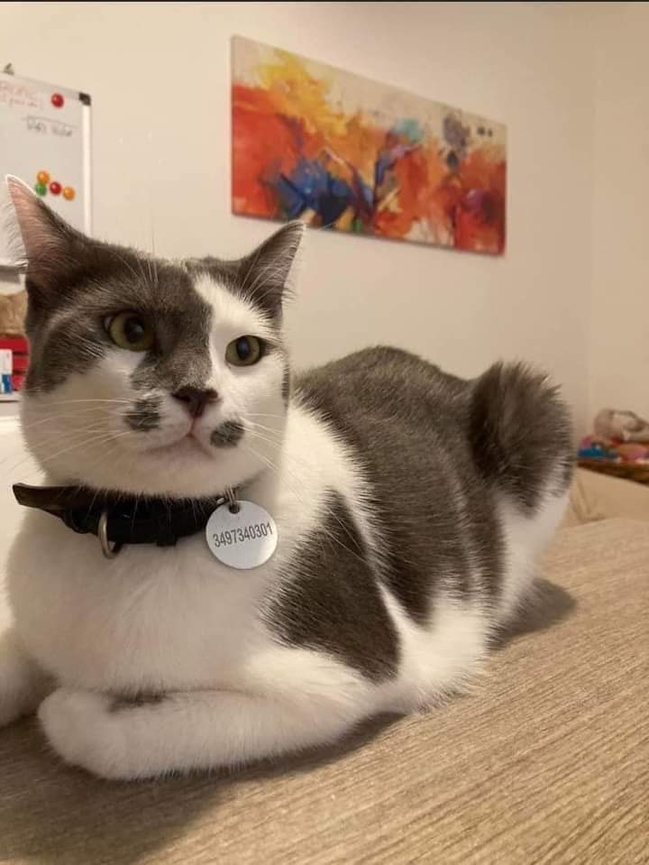 Arturo è sparito a Calangianus, sos a Radio Zampetta Sarda