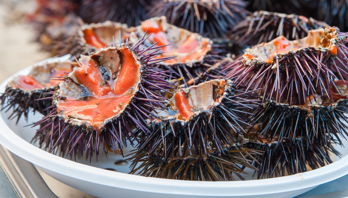 Ricci, il divieto salta di nuovo: sì alla pesca in Sardegna sino a maggio 2024