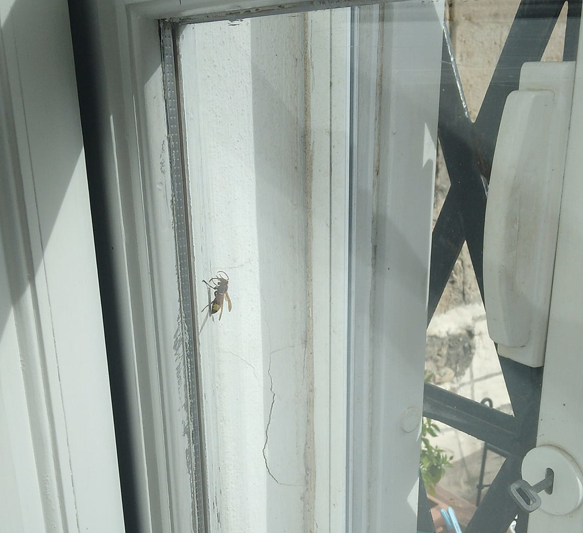 Emergenza vespe africane a Cagliari: “Probabilmente hanno fatto il nido nelle mura del Bastione”