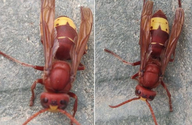 Nuovi nidi di vespe orientali a Cagliari, fioccano gli avvistamenti: “Trovate anche a Terramaini”