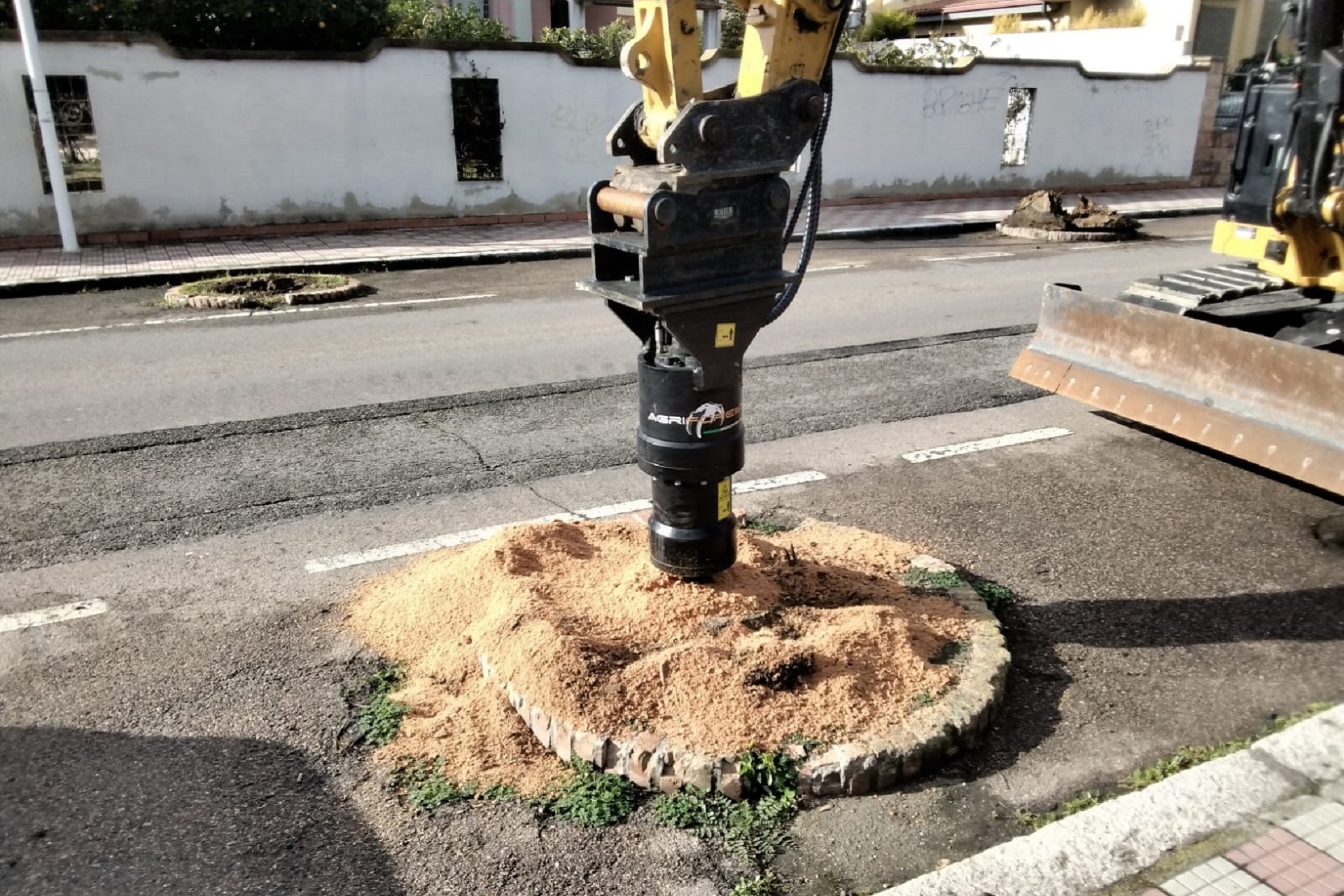 Quartiere Europeo, in via Vienna ripristinate le palme dopo la strage del punteruolo rosso