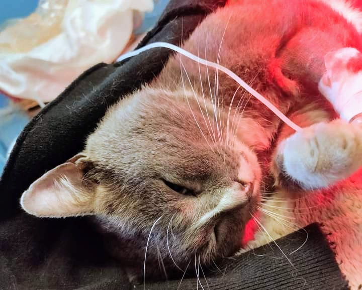 Capoterra, gara di solidarietà per salvare un gatto trovato moribondo in mezzo alla strada: addio a Grigione