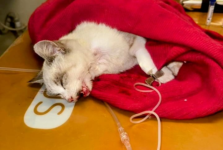 Capoterra, i fondi raccolti per salvare Grigione sono stati destinati per le cure di Fiocco