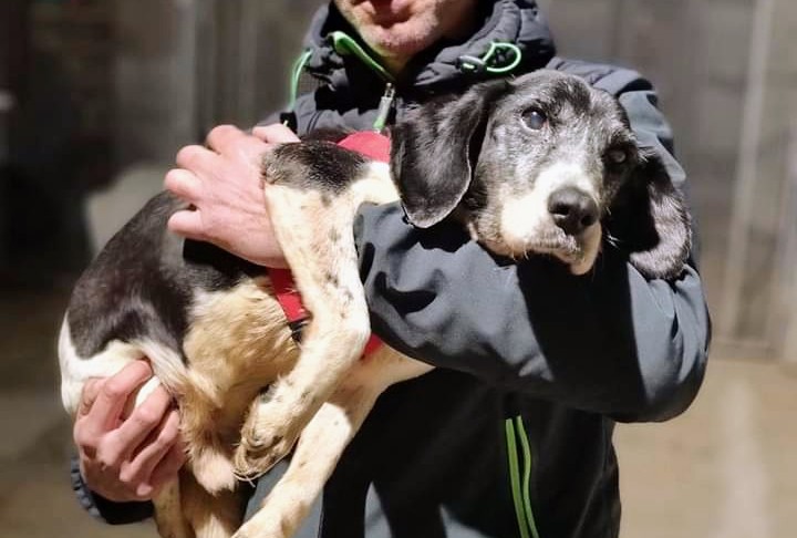 Villacidro, regalo di Natale per Blue: dopo 12 anni lascia il canile