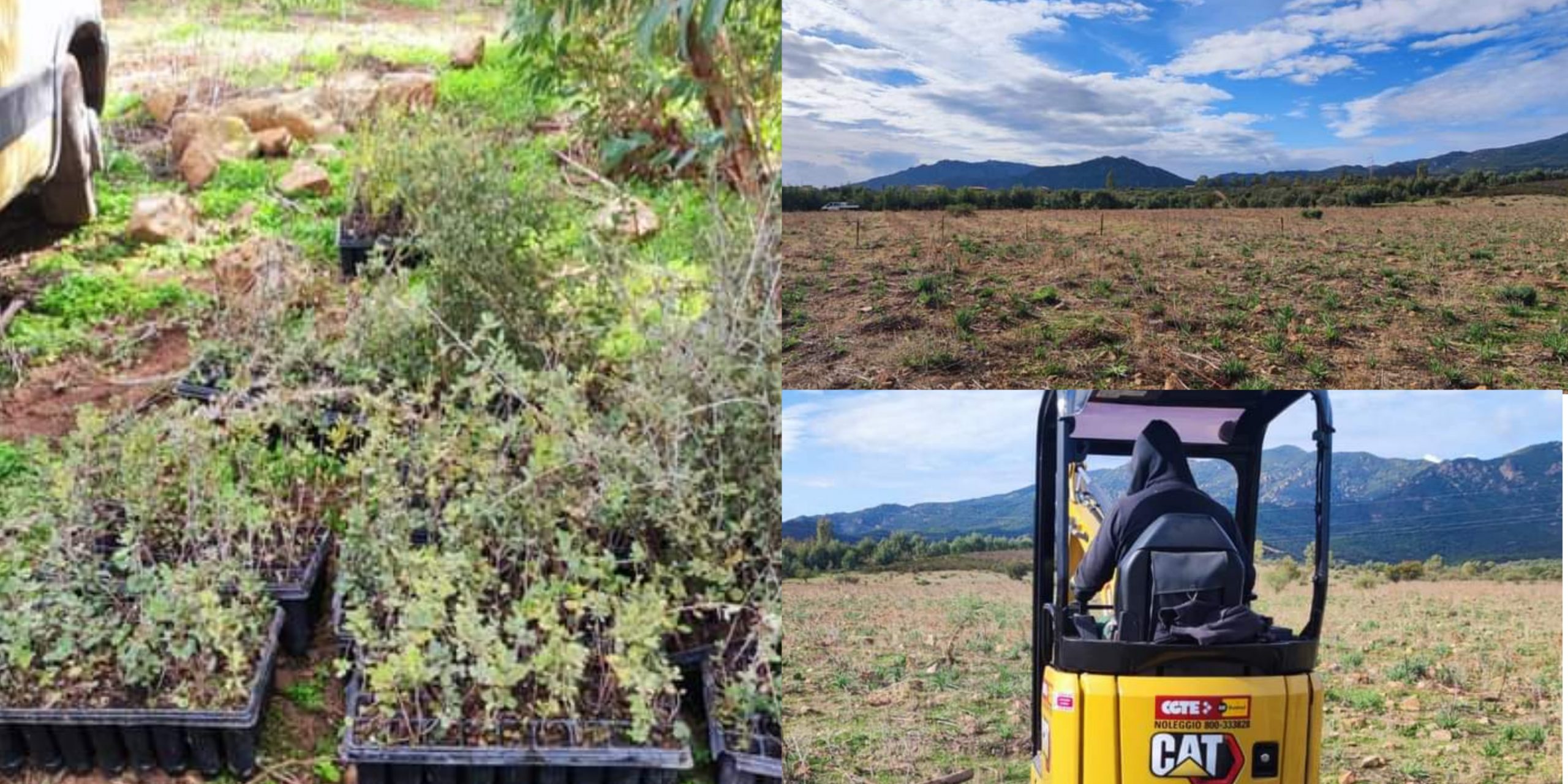 Pula sempre più verde: al via i lavori di forestazione in località Su Salomoni