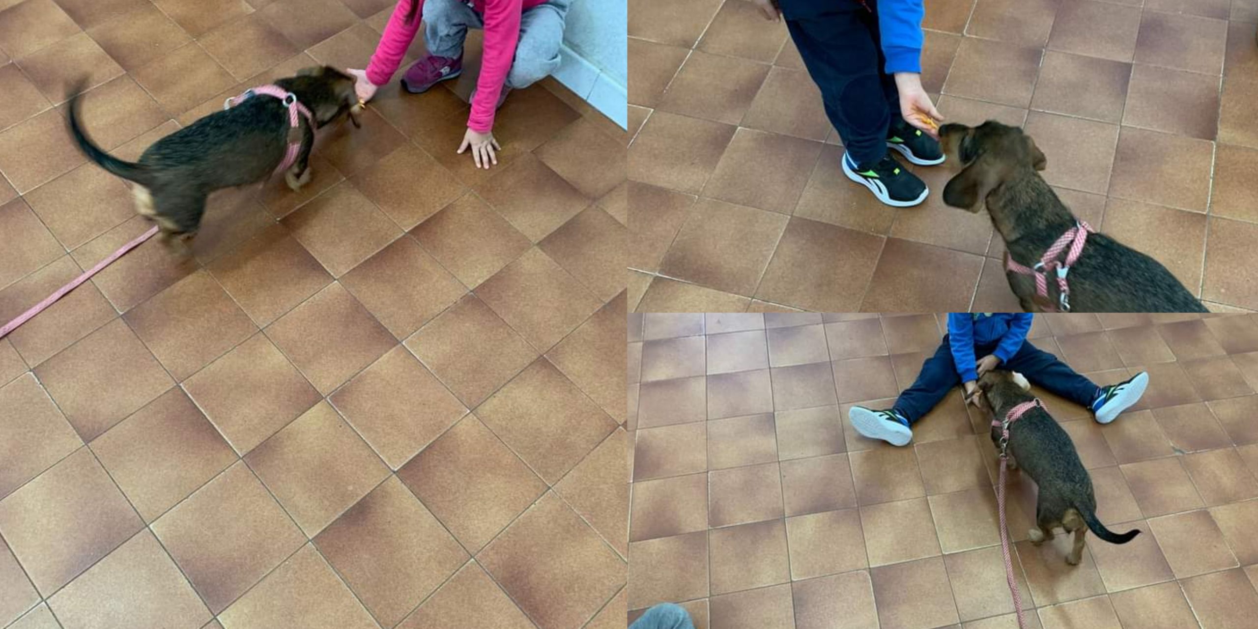 Cagliari, un compagno speciale per i bimbi della scuola “San Giuseppe Artigiano” al Poetto