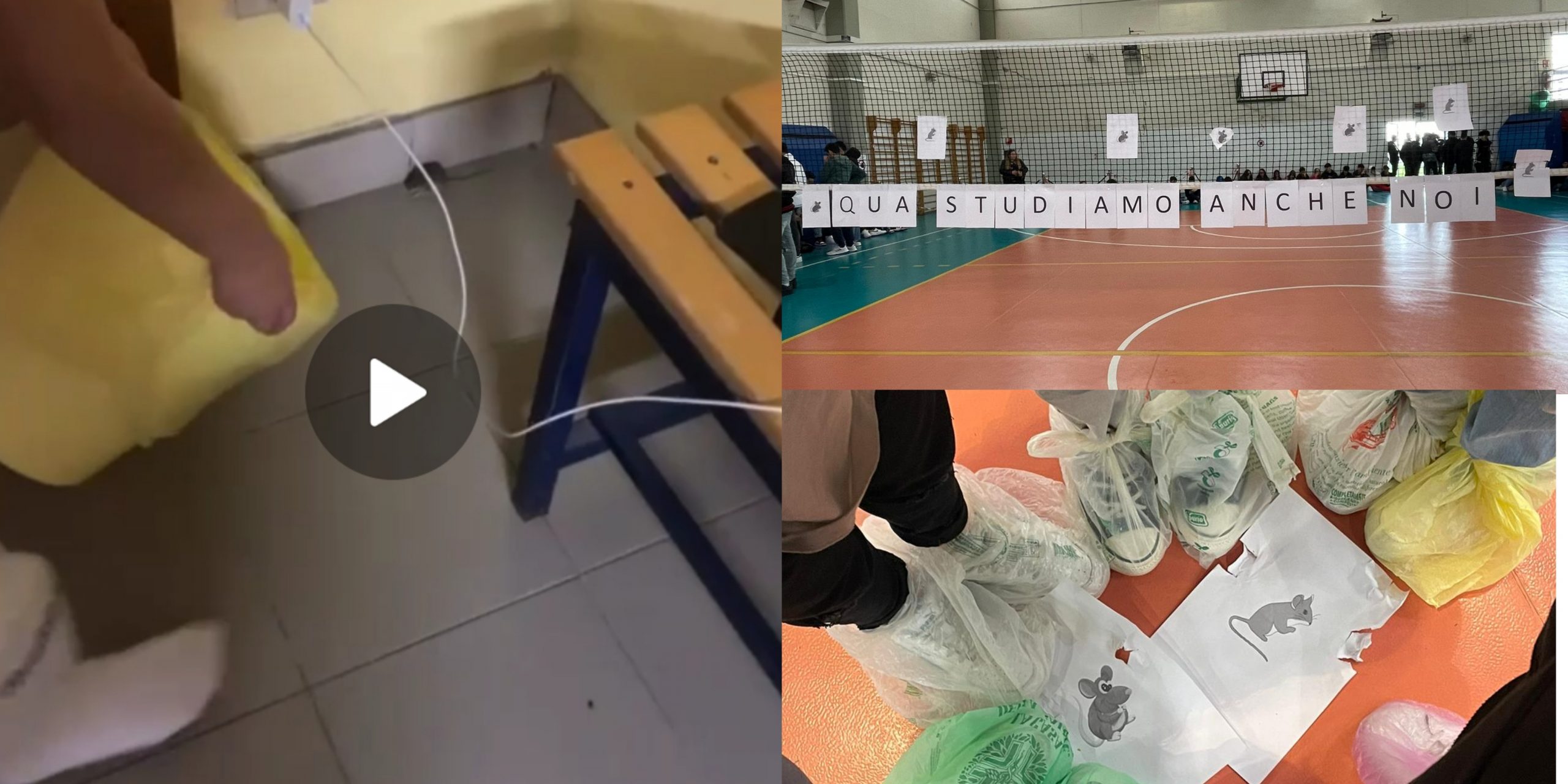 Sanluri, topi tra i banchi all’istituto superiore “Colli Vignarelli”: sciopero bianco degli studenti