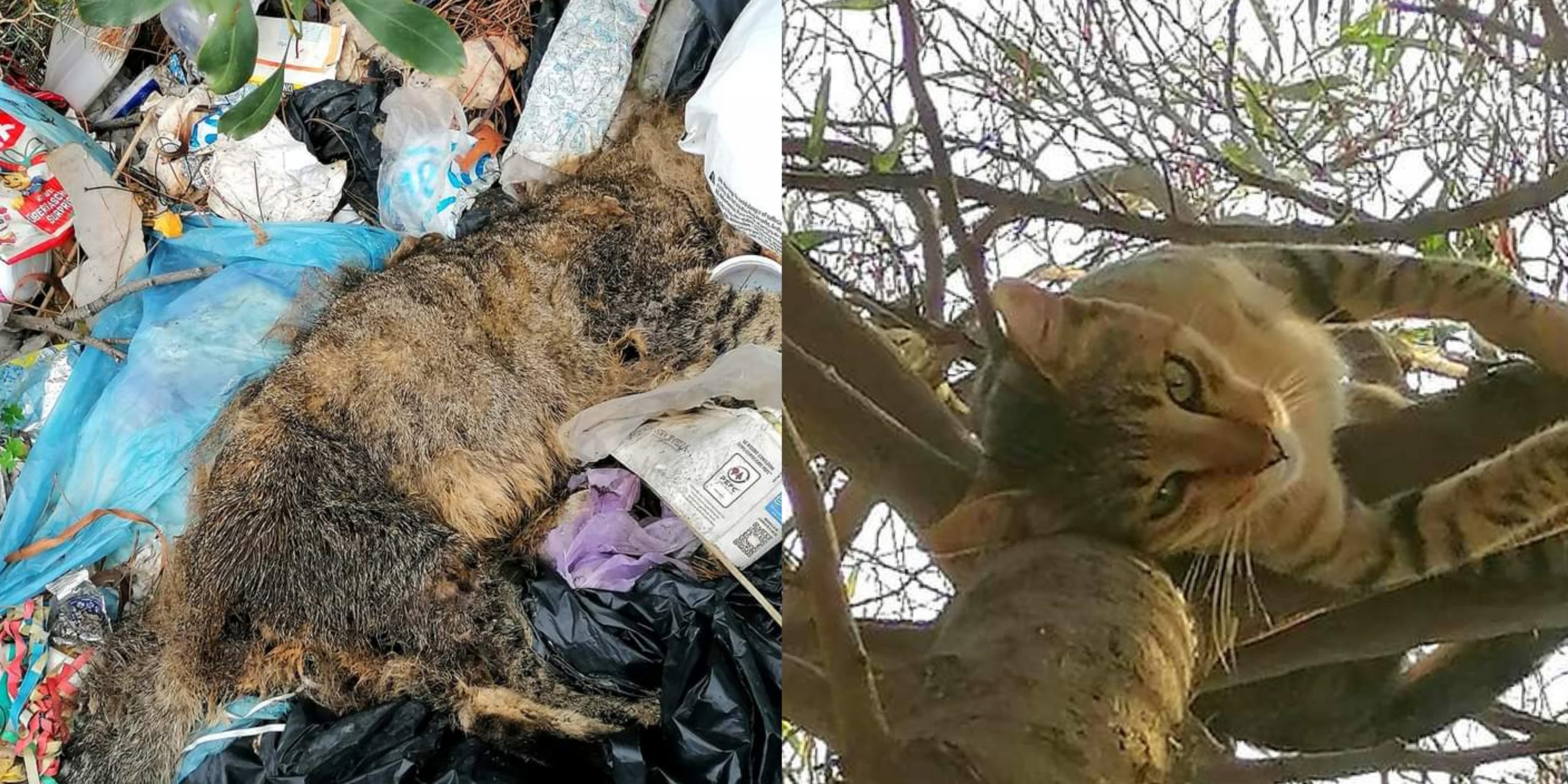 Orrore a Torre delle Stelle, gatto ucciso e gettato tra i sacchetti dei rifiuti