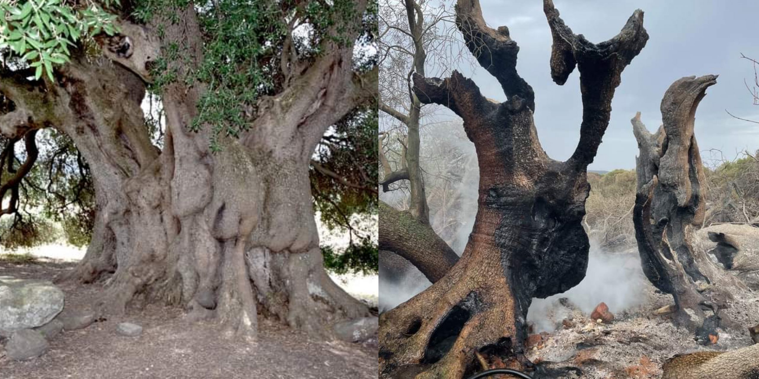 Cuglieri, nel cortile della scuola una figlia dell’oleastro millenario di Sa Tanca Manna