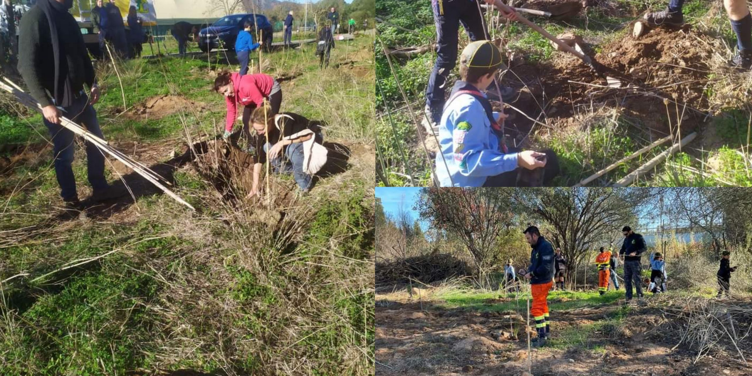Poggio dei Pini, la festa degli alberi regala casa a più di 200 piante