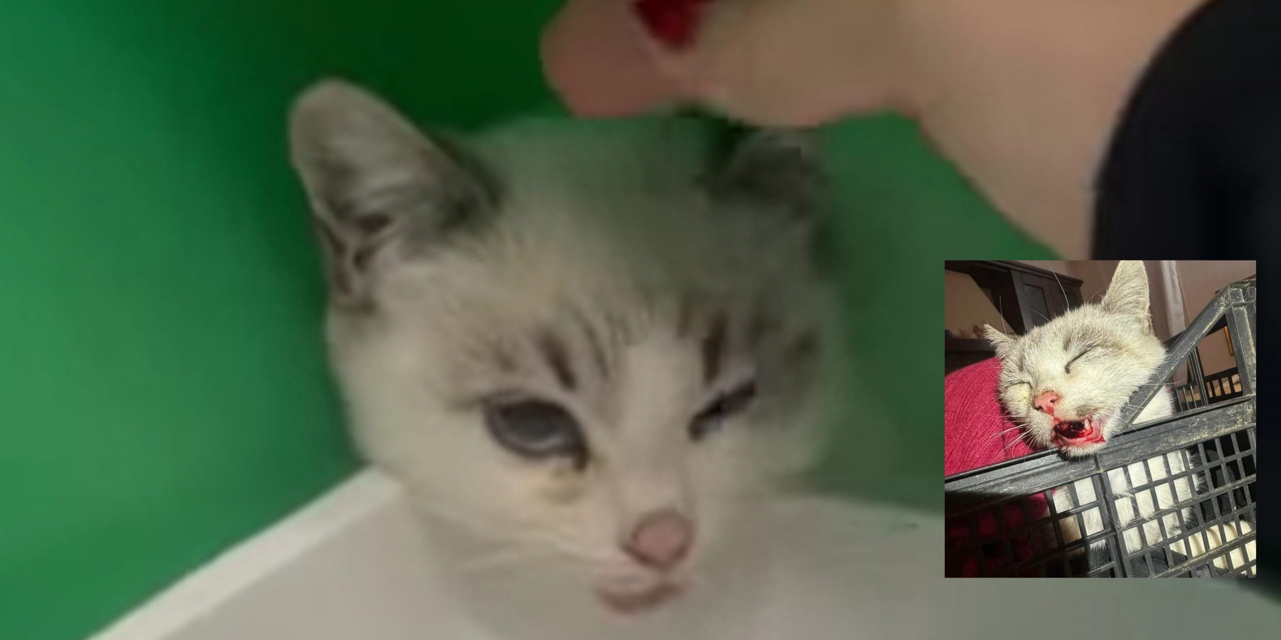 Investito e abbandonato a Capoterra, lieto fine per Fiocco