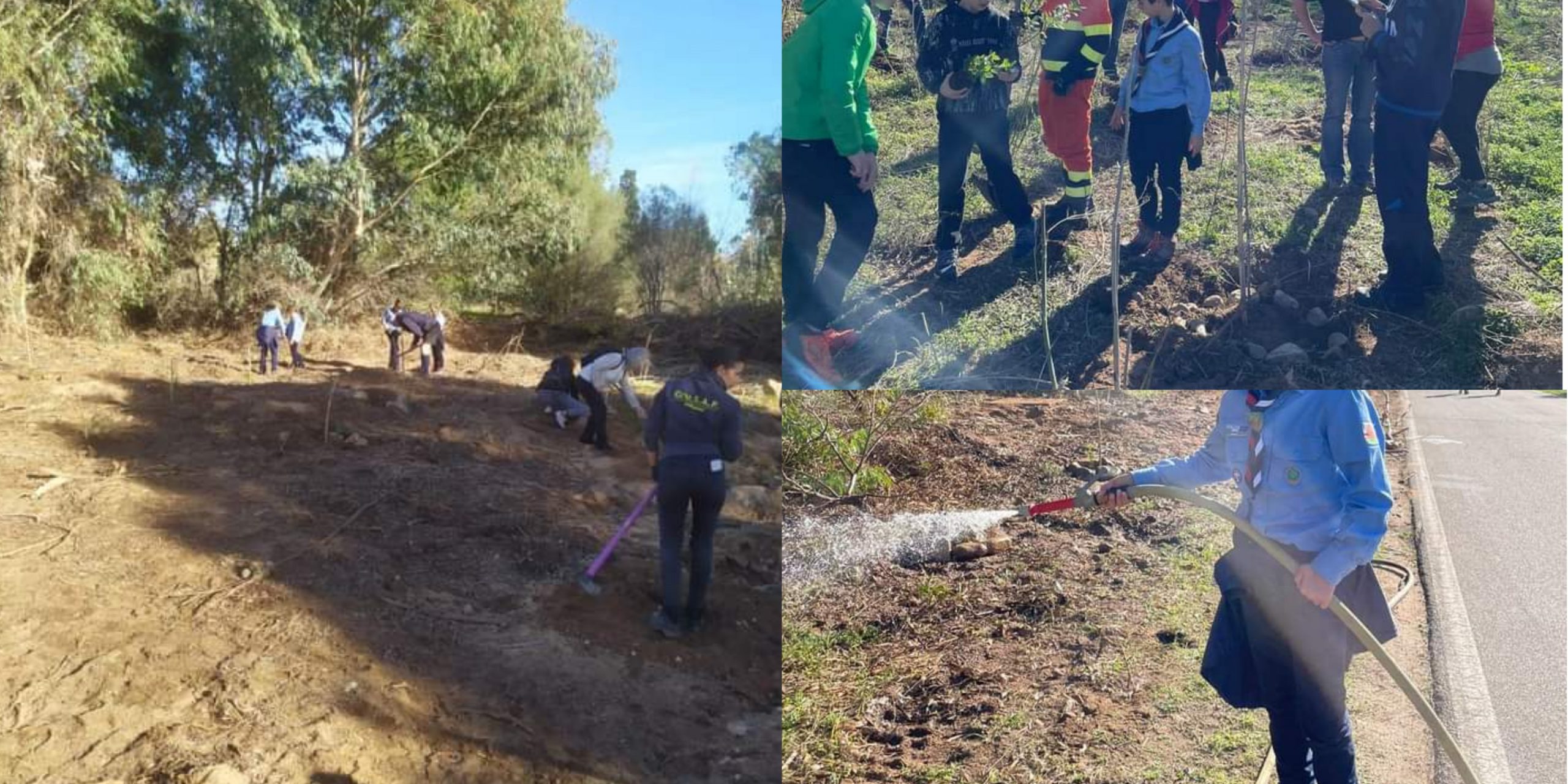 Poggio dei Pini si fa bella, oltre 200 alberi messi a dimora