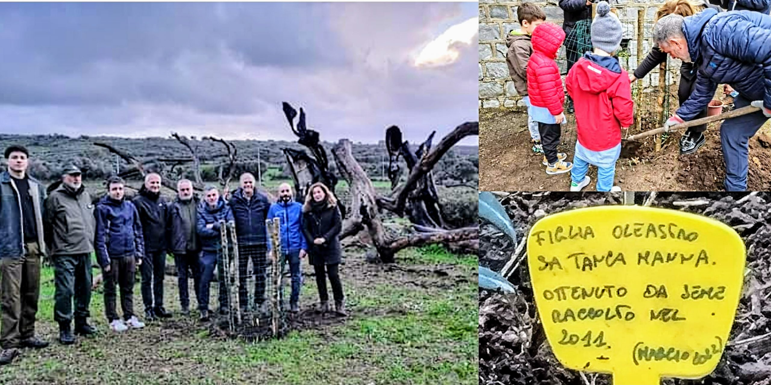 Cuglieri, messe a dimora le piante nate dall’oleastro millenario danneggiato dai roghi del 2021