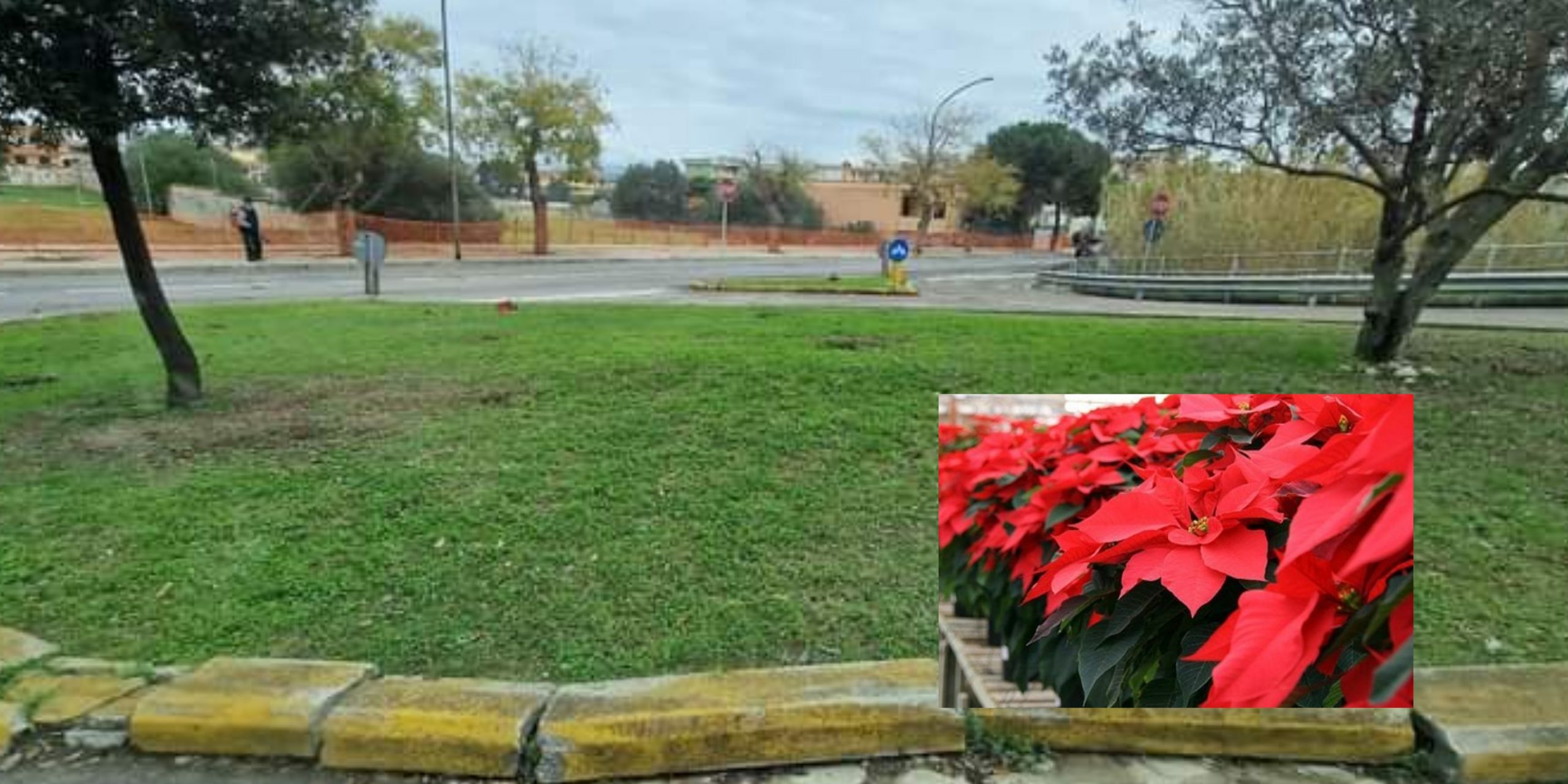 Assemini, rubate e vandalizzate le stelle di Natale piantate dal Comune