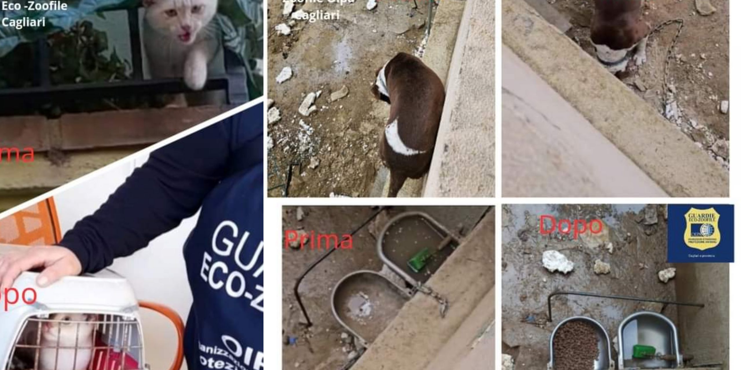 Animali maltrattati a Cagliari: un cane e un gatto salvati dalle guardie eco-zoofile