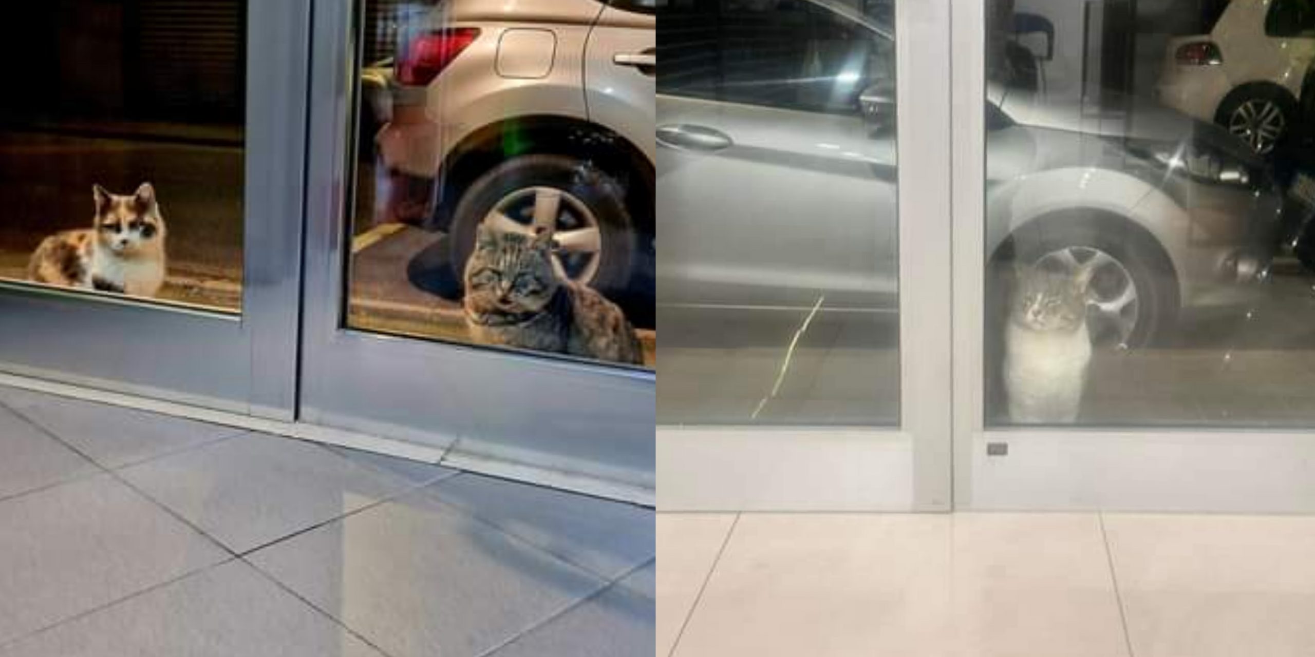 Oristano, gatti in fila fuori da una pizzeria e da un centro ottico per ricevere coccole e crocchette