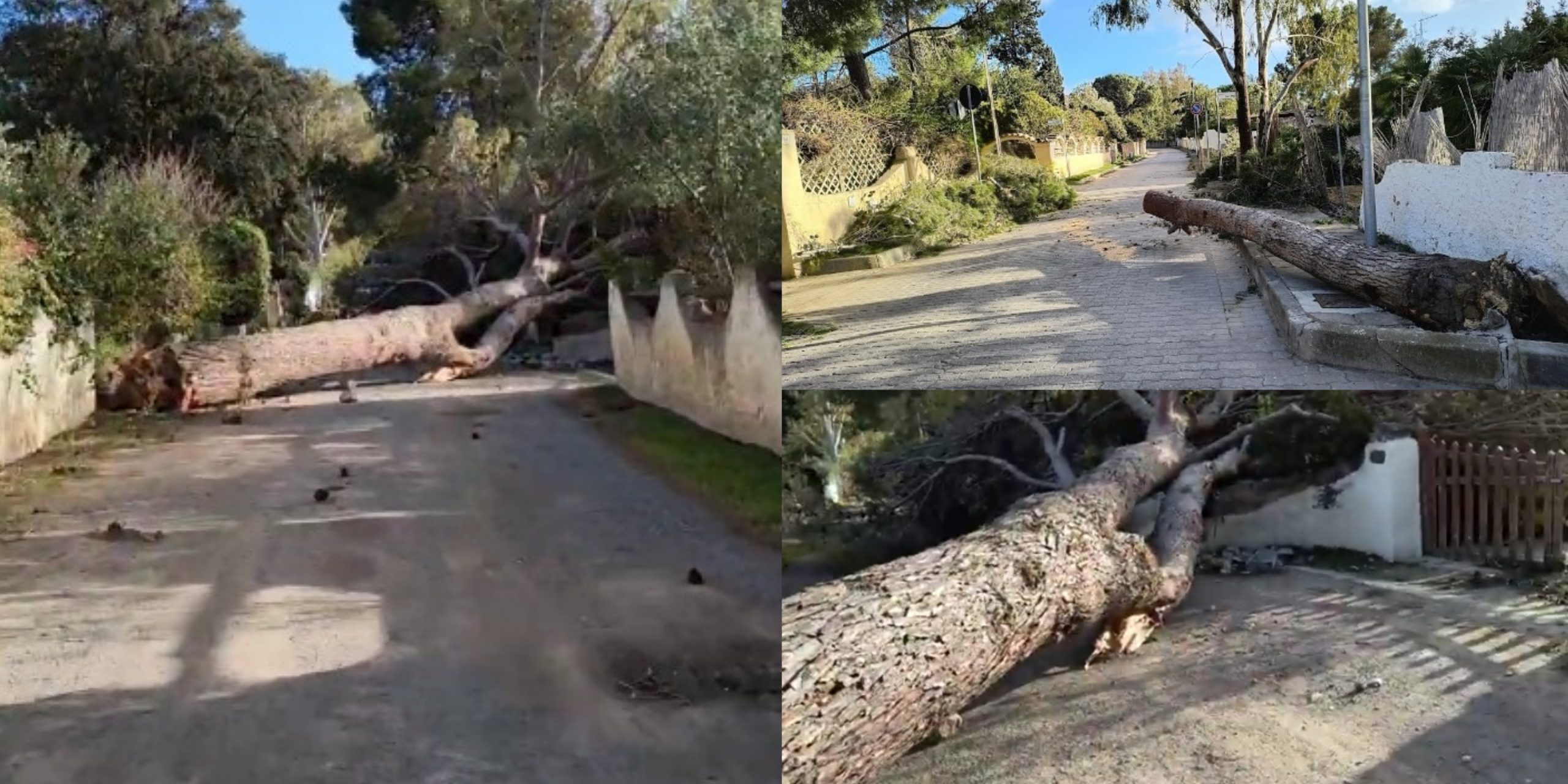 Torre delle Stelle finisce ko per il forte maestrale di questi giorni: alberi crollati, danni a strade e alle recinzioni