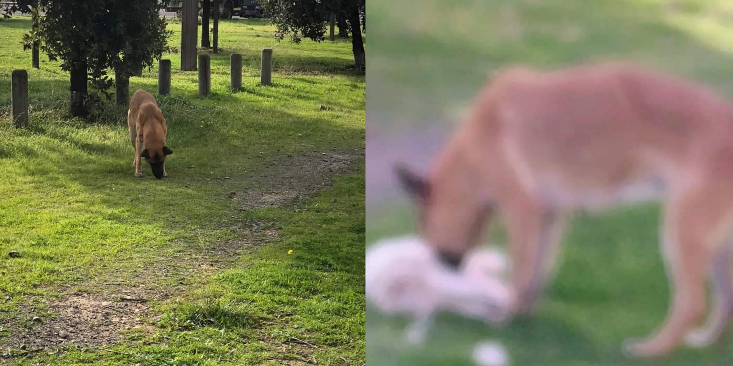 Pula, gatto di proprietà sbranato da un cane che vaga in cerca di cibo