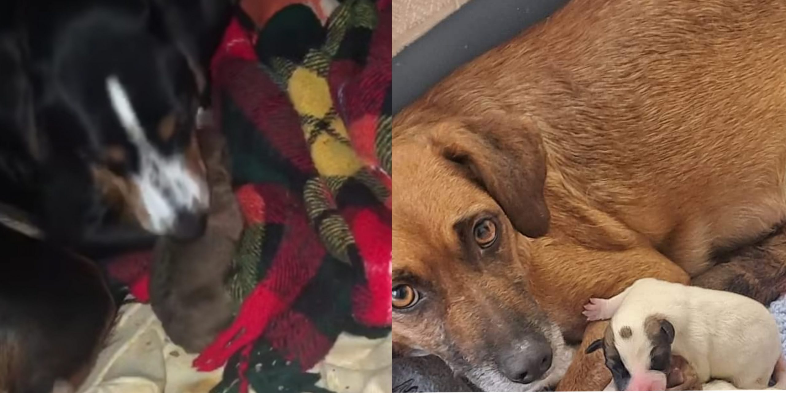 Livia e Gloria, dalla casa degli orrori a una cuccia sicura