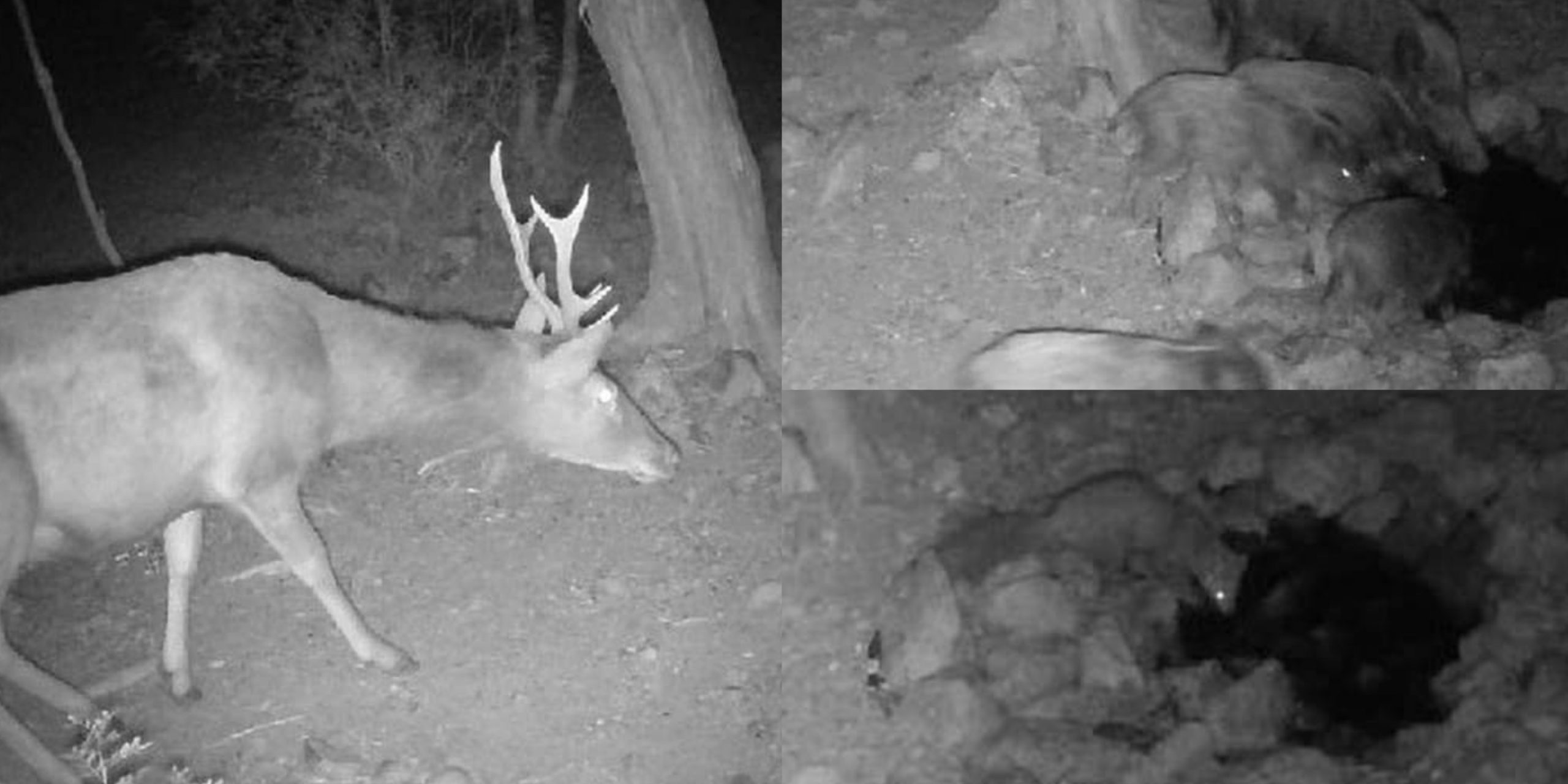 Emergenza siccità, a Monte Arcosu cervi e cinghiali salvi grazie alle pozze artificiali