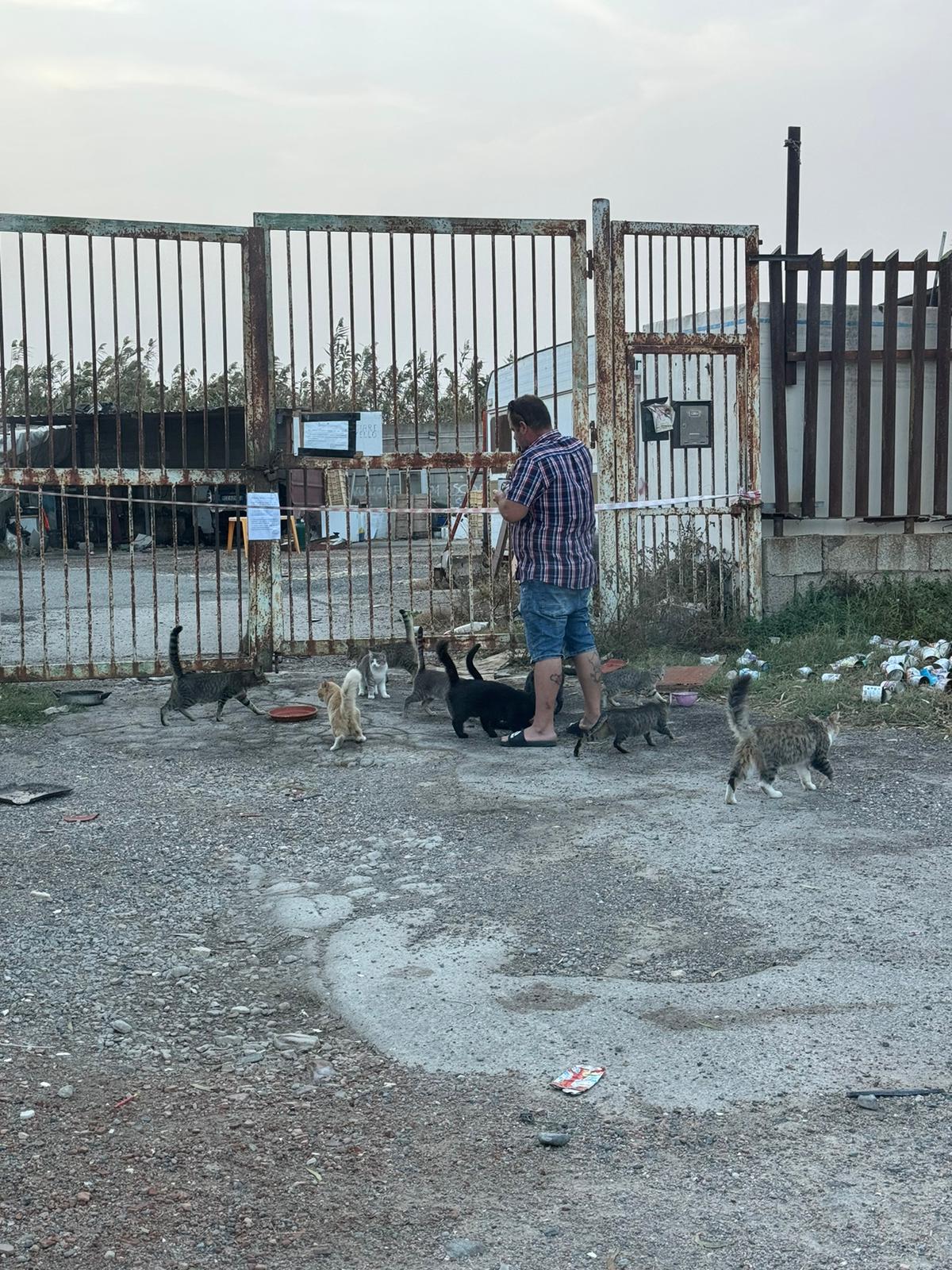 Cagliari, l’appello di Salvatore: “Fatemi entrare per salvare i gatti, stanno morendo”