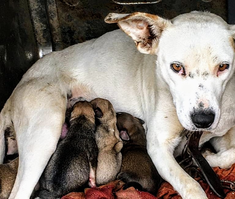 Samassi, la cagnetta salvata dalla strada è diventata nuovamente mamma