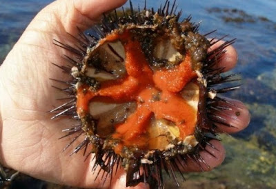 Cagliari, riapre il mercatino dei ricci di mare: solo 3 tre i gazebo a Su Siccu