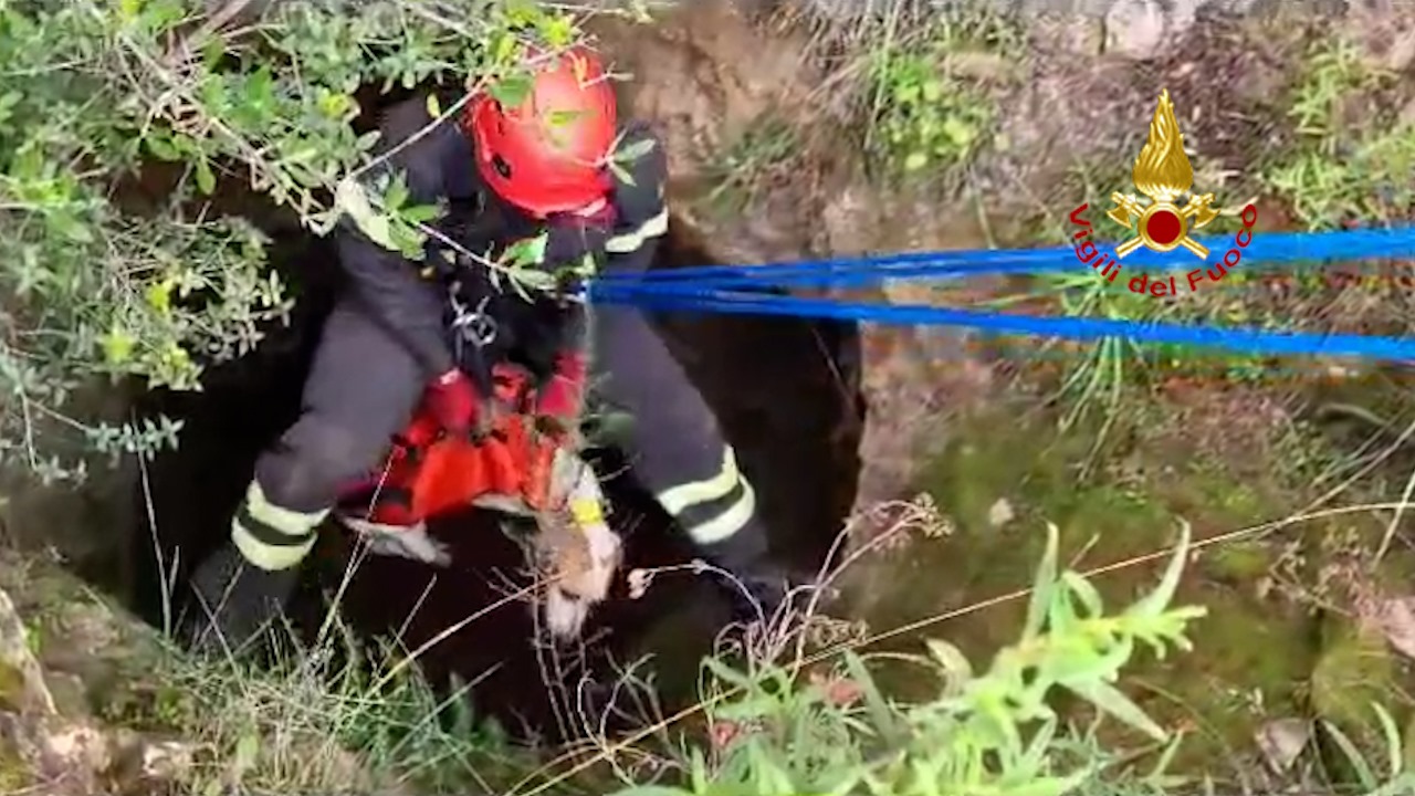 Cane da caccia precipita in una voragine a Perdaxius: salvato dai vigili del fuoco
