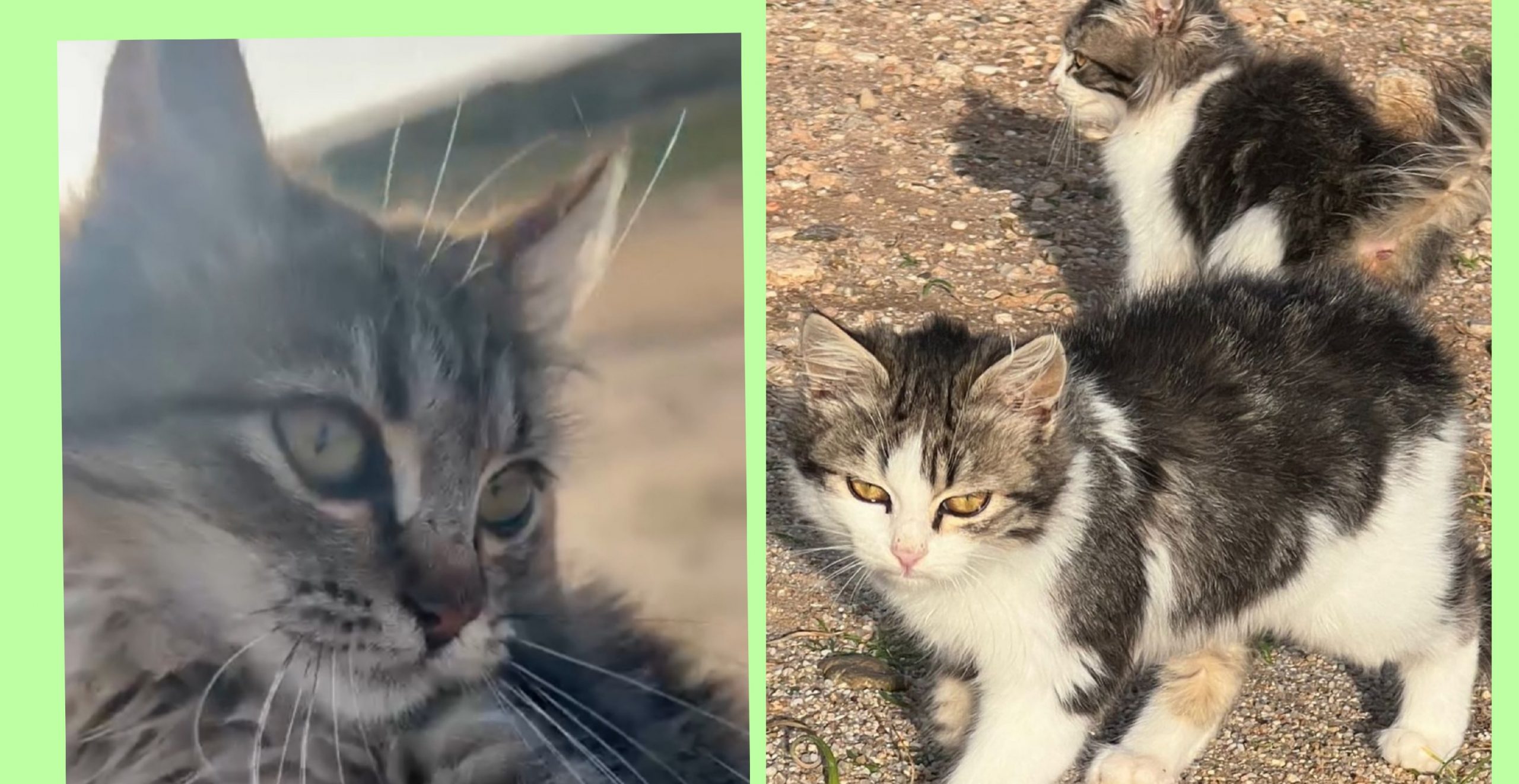 Radio Zampetta Sarda, sos da Oristano: “Dieci gattini piccoli in cerca di adozione alla fame”