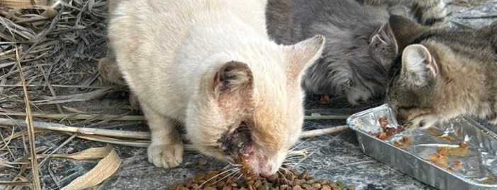 Sos da Molentargius per un micino che ha bisogno di cure immediate