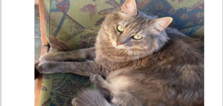 Radio Zampetta Sarda, sos per Mordicchio scomparso a Quartu: “Aiutateci a trovarlo”