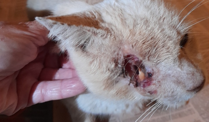 Una raccolta fondi per salvare il gattino di Molentargius