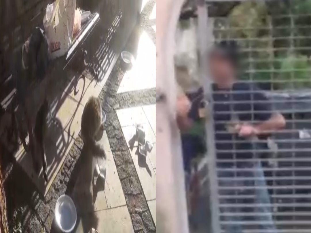 Denunciato lo sbandato che ha distrutto le casette dei gatti a Cagliari: “È mentalmente instabile, va fermato”