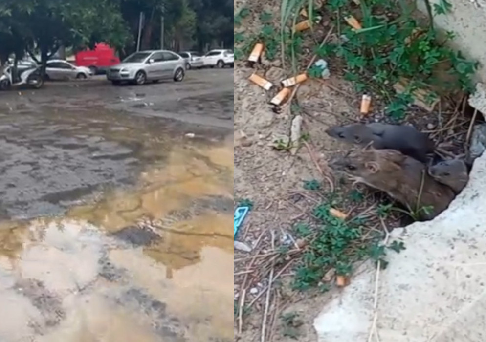 Cagliari, fogne scoppiate a Sant’Elia e invasione di topi a Santa Teresa: “Abbandonati dal Comune”