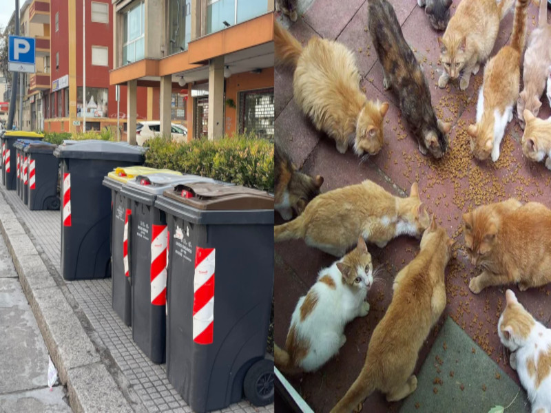 Quartu, Tari doppia per chi ha tanti animali e tassa extra per i negozianti che espongono mastelli