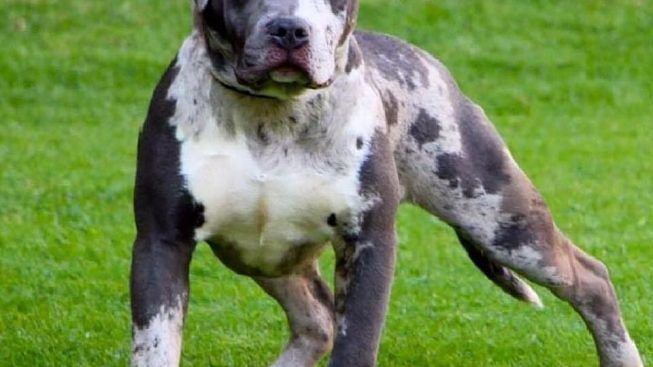 Capoterra, cani di grossa taglia tentano di aggredire un cagnetto con il suo padrone