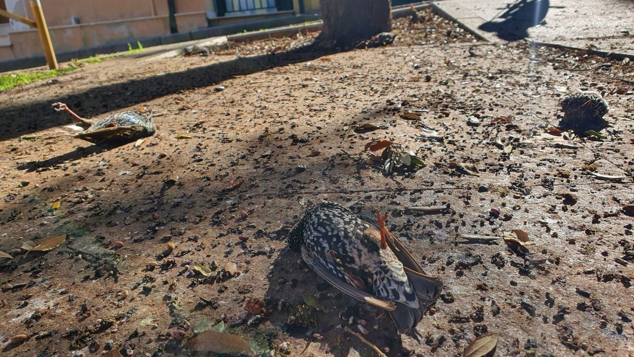 Triste sorpresa a Selargius, una morìa di uccelli nelle strade