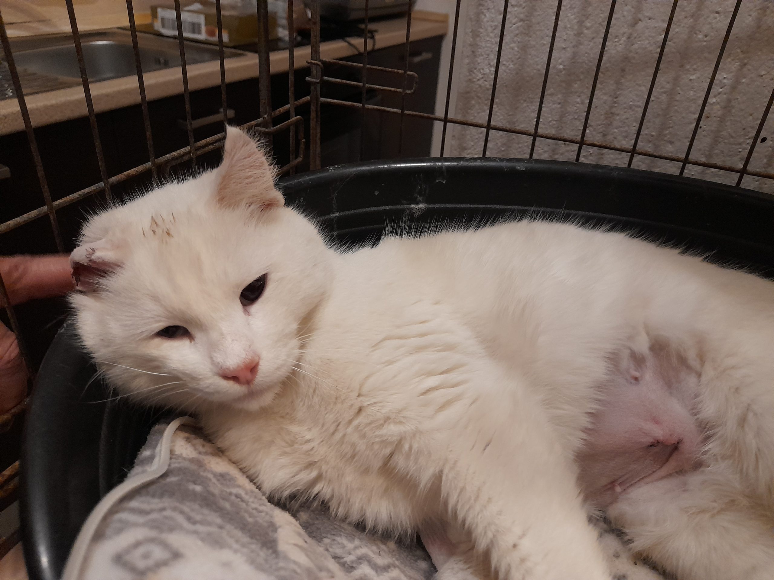 “Rosina: chi la adotterà si farà il regalo più bello della sua vita”