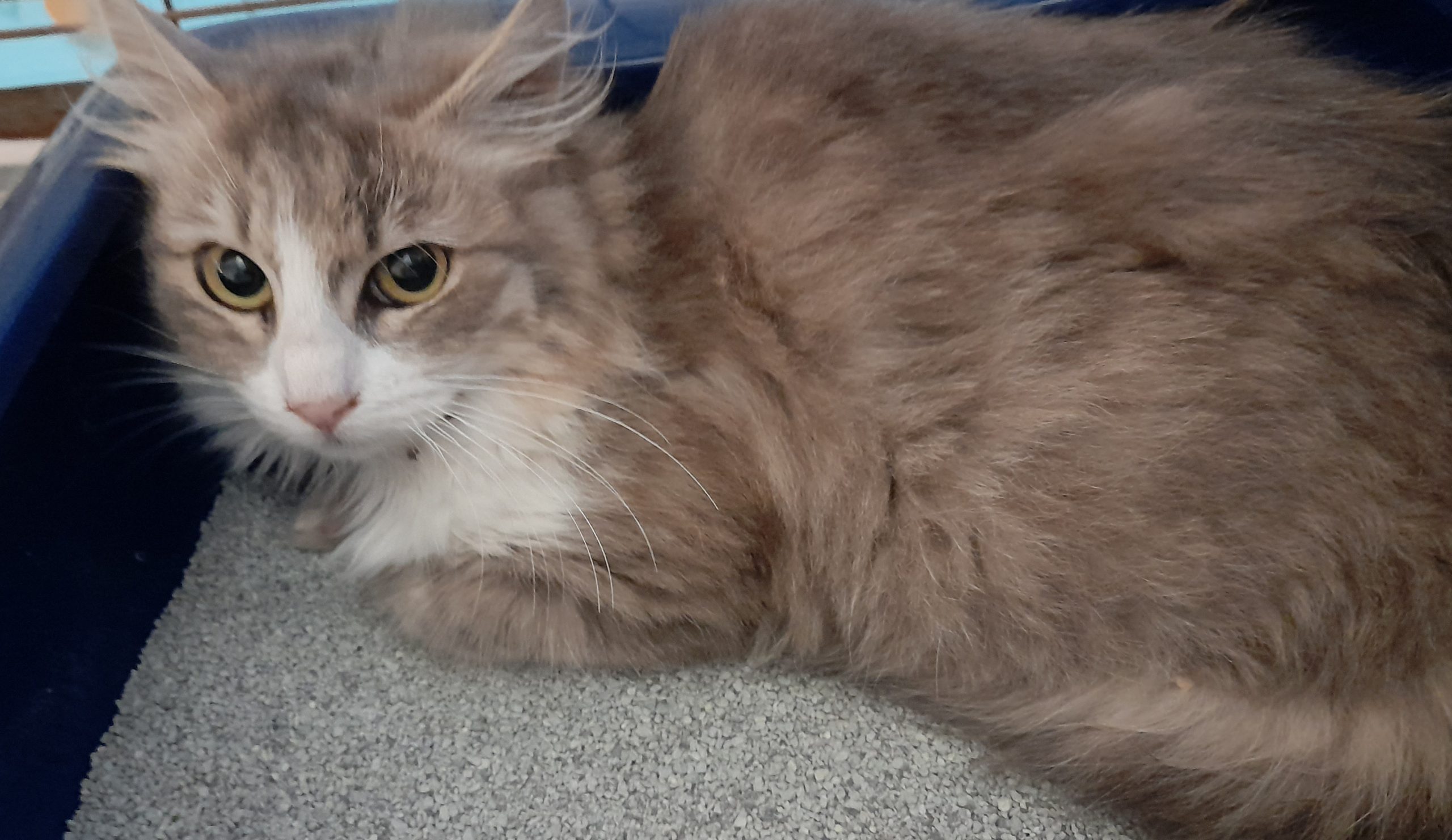 Soraya, la dolce micina dagli occhi tristi cerca adozione