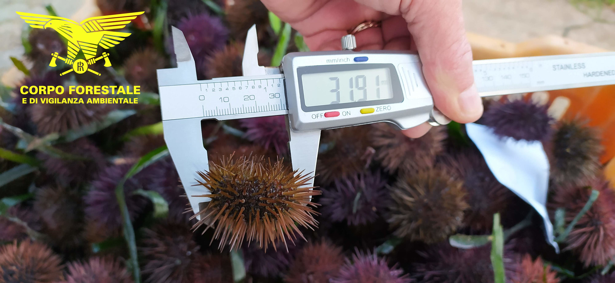 Trappola per due pescatori, centinaia di ricci trovati dalla Forestale a Quartu: sanzioni sino a tremila euro