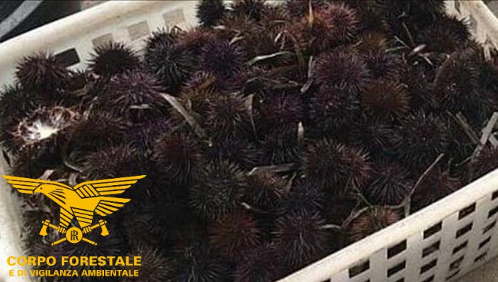 Contrasto alla pesca illegale del riccio di mare a Oristano