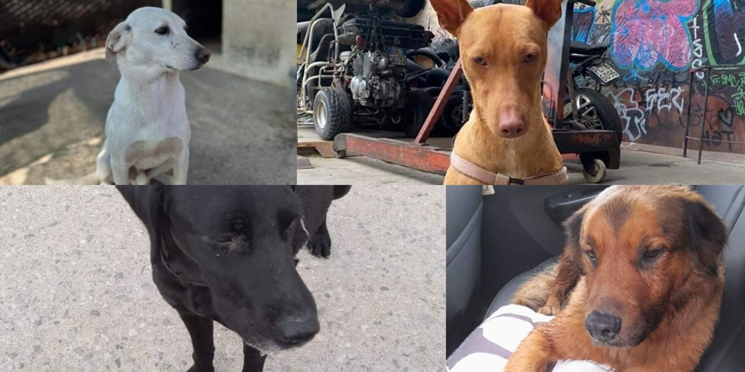 Da Quartu ad Assemini si cerca di ritrovare gli animali scappati durante i botti